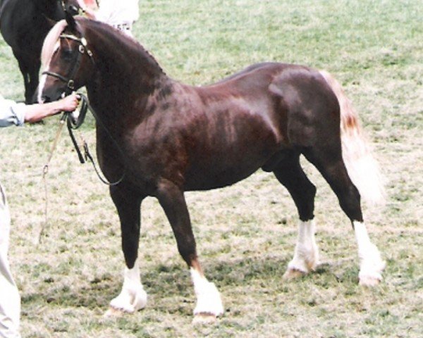 stallion Synod Rambo (Welsh-Cob (Sek. D), 1990, from Thorneyside The Boss)