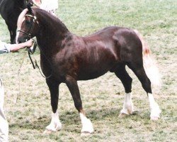 Deckhengst Synod Rambo (Welsh-Cob (Sek. D), 1990, von Thorneyside The Boss)