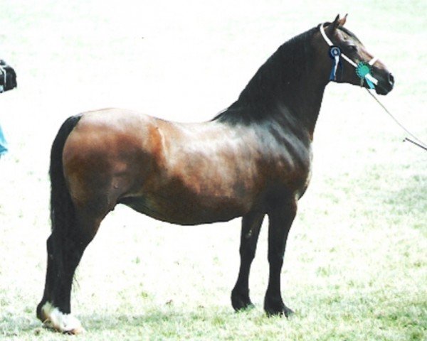 Zuchtstute Synod Ranavalona (Welsh-Cob (Sek. D), 1994, von Synod Rambo)