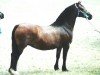 broodmare Synod Ranavalona (Welsh-Cob (Sek. D), 1994, from Synod Rambo)