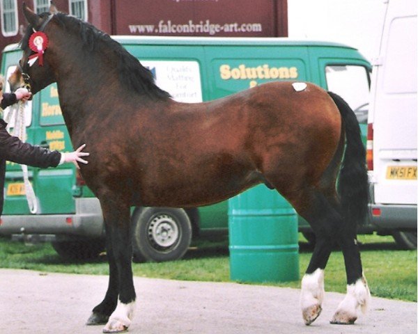Pferd Kallista Lodge Assasin (Welsh-Cob (Sek. D), 2002, von Thorneyside Flyer)