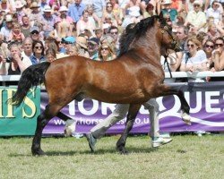 Pferd Stepol the Full Monty (Welsh-Cob (Sek. D), 2008, von Kallista Lodge Assasin)