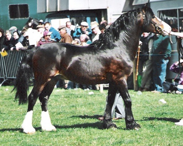stallion Pentrefelin Jake (Welsh-Cob (Sek. D), 1997, from Pentrefelin Taliesin)
