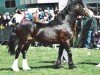 stallion Pentrefelin Jake (Welsh-Cob (Sek. D), 1997, from Pentrefelin Taliesin)