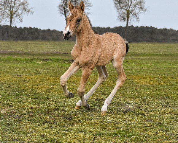 Dressurpferd Pina Turner K (Deutsches Reitpony, 2023, von Gold Garant)