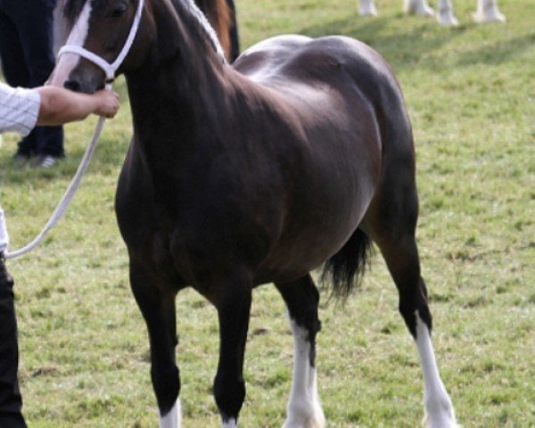 broodmare Pentrefelin Esmeralda (Welsh-Cob (Sek. D), 2004, from Pentrefelin Jake)