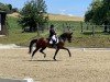 dressage horse Finlay Cf (Hanoverian, 2014, from Foundation 2)