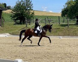 dressage horse Finlay Cf (Hanoverian, 2014, from Foundation 2)