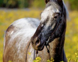 Pferd Sonja (unbekannt, 2020, von Unbekannt)