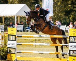 jumper Esteban (Swedish Warmblood, 2009, from Clinton)