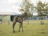 foal by De Cardinal DS (German Sport Horse, 2024, from De Majestät VFG)