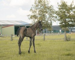 foal by De Cardinal DS (German Sport Horse, 2024, from De Majestät VFG)