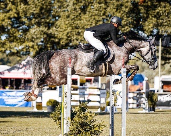 Deckhengst Quintaro R (Deutsches Sportpferd, 2017, von Quinetto Z)