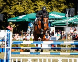 jumper Constare PS (Oldenburg show jumper, 2017, from Veyron)