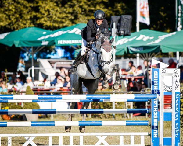 jumper Paul 911 (German Sport Horse, 2016, from Perigueux)