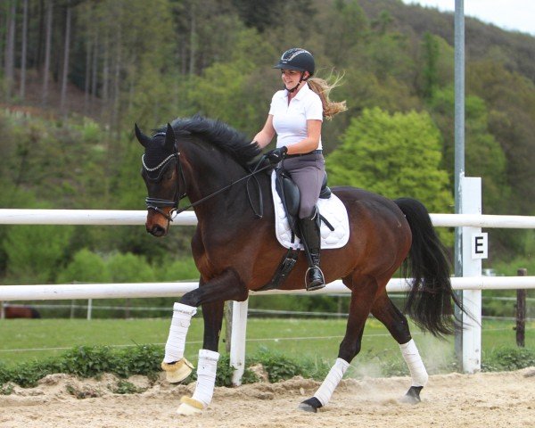 dressage horse Beniro E (Hanoverian, 2019, from Baron)