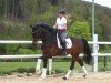 dressage horse Beniro E (Hanoverian, 2019, from Baron)