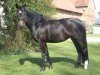 broodmare Fantasy (Oldenburg, 2005, from Rohdiamant)