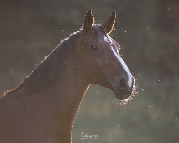 dressage horse Let´s Go (Bavarian, 2011, from Don Diamond)