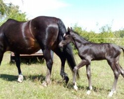 Springpferd Rufio von Nimmerland (Welsh Pony (Sek.B), 2023, von Roy)