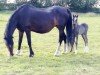 Zuchtstute Vimaria Heika (Welsh Pony (Sek.B), 2000, von Donnersberg Chester)