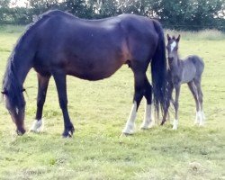 Zuchtstute Vimaria Heika (Welsh Pony (Sek.B), 2000, von Donnersberg Chester)