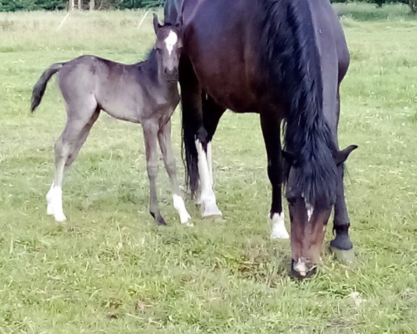 Fohlen von Haika's Mandy von Nimmerland (Welsh Pony (Sek.B), 2024, von Roy)