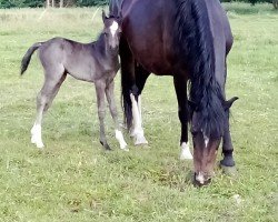 Fohlen von Haika's Mandy von Nimmerland (Welsh Pony (Sek.B), 2024, von Roy)