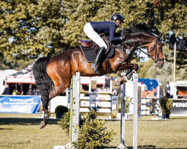 jumper Wild Angel Ls (German Sport Horse, 2017, from Stolzenberg)