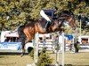 jumper Wild Angel Ls (German Sport Horse, 2017, from Stolzenberg)