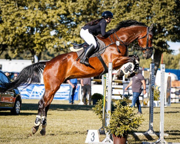 jumper Hitch 6 (Swedish Warmblood, 2012, from Namelus R)