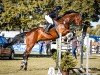 jumper Hitch 6 (Swedish Warmblood, 2012, from Namelus R)