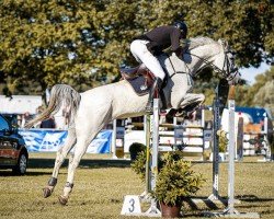 jumper Sam 1110 (Oldenburg show jumper, 2012, from Stakkatol)