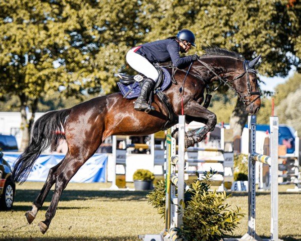 jumper Quibelle de La Coeur 3 (Hanoverian, 2009, from FRH Quaid)