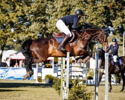 jumper Leonidas 134 (German Sport Horse, 2011, from Lewinski)