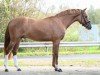 dressage horse Dorfkind (German Riding Pony, 2021, from Dallmayr K)