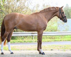 dressage horse Dorfkind (German Riding Pony, 2021, from Dallmayr K)