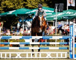 jumper Quimonda (German Sport Horse, 2006, from Quaterman I)