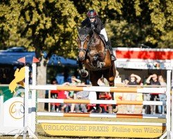 jumper Rockability 3 (German Sport Horse, 2017, from Rodrigoo VDL)