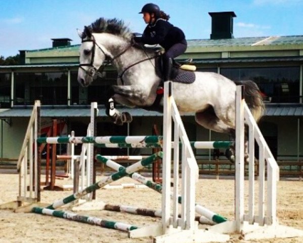 Pferd Crescendo (Bulgarisches Warmblut, 2008, von Kotrak)