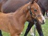 foal by Catano (German Sport Horse, 2024, from Cashmere)