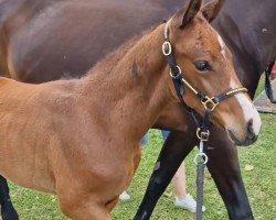 foal by Catano (German Sport Horse, 2024, from Cashmere)