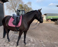 dressage horse Orquestra (Lusitano, 2018)