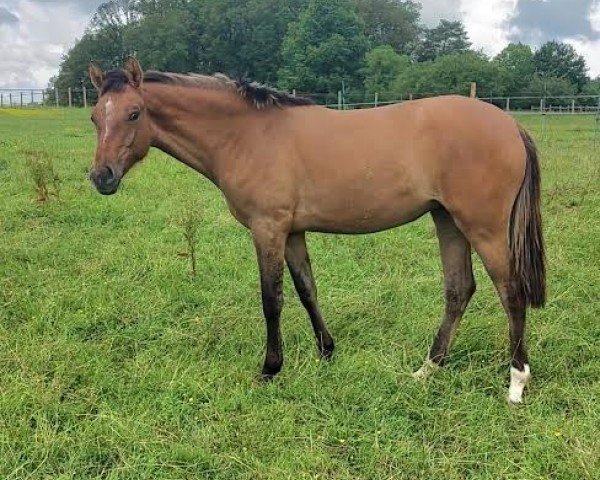 jumper Narcotica du Valchêne (French Pony, 2023, from Usandro Tilia Derlenn)