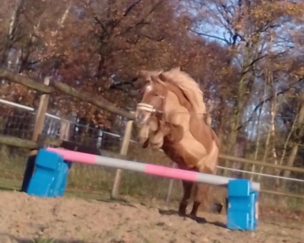 horse Ratena vom Purnitzgrund (Shetland Pony, 2011, from Apollo vom Purnitzgrund)