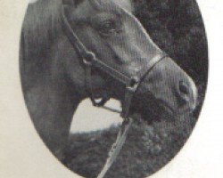 broodmare Silver Aatifa ox (Arabian thoroughbred, 1972, from Hanif ox)