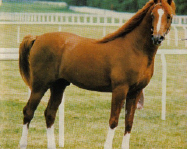 Deckhengst Silver Admiral ox (Vollblutaraber, 1979, von Silver Blue ox)