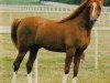 stallion Silver Admiral ox (Arabian thoroughbred, 1979, from Silver Blue ox)