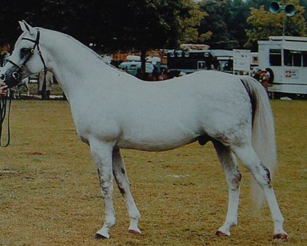 stallion Silver Blue ox (Arabian thoroughbred, 1969, from Azrak ox)