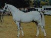 stallion Silver Blue ox (Arabian thoroughbred, 1969, from Azrak ox)